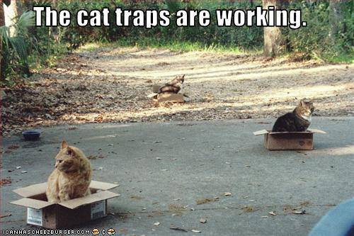 cat-traps