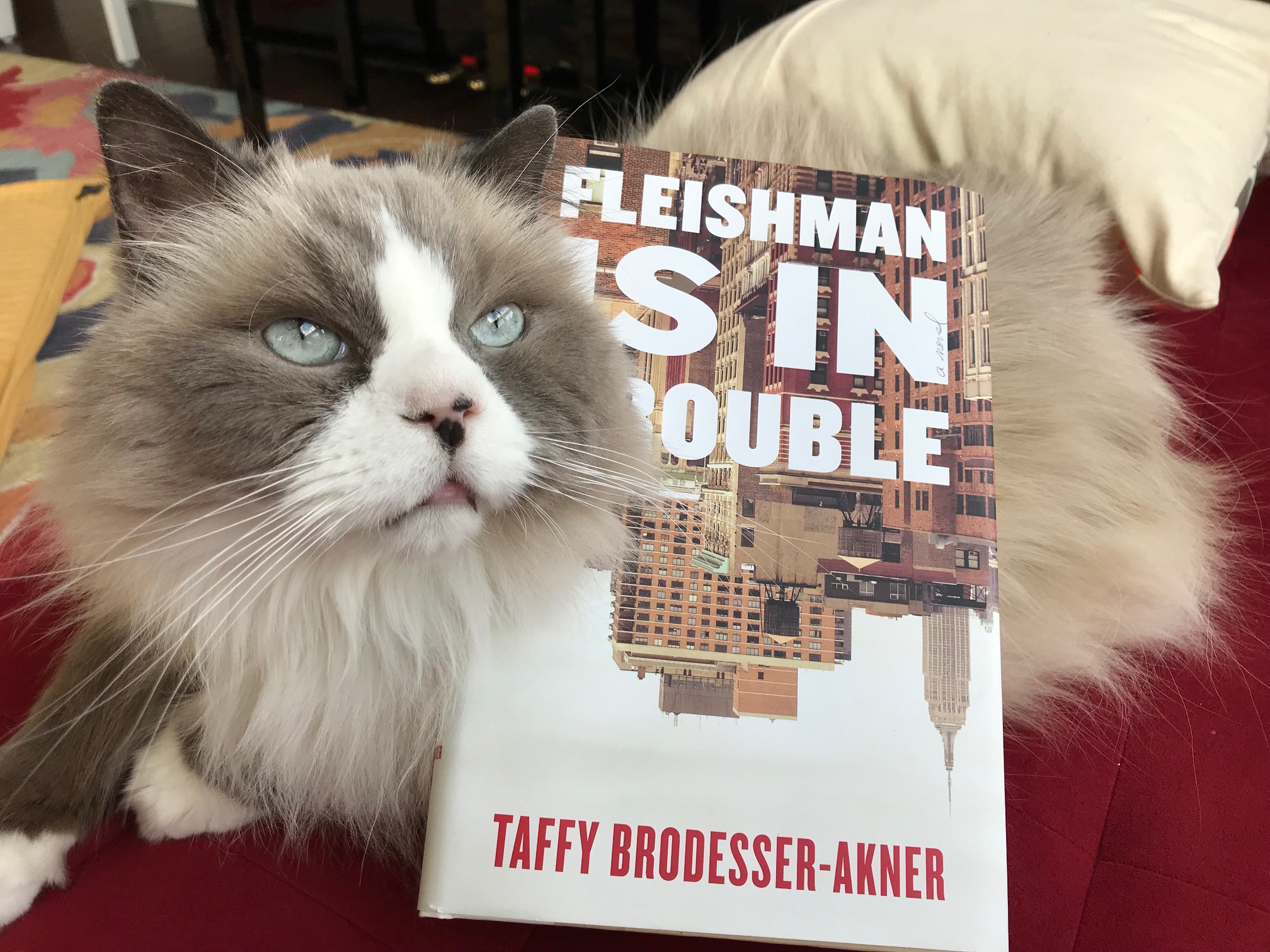 Book Review: Fleishman Is In Trouble by Taffy Brodesser-Akner