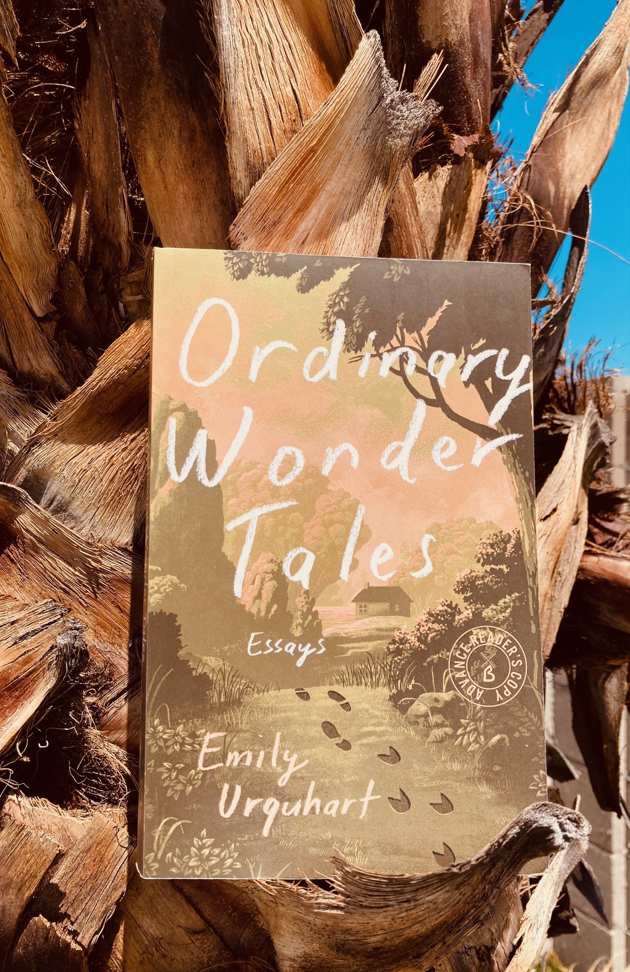 Ordinary Wonder Tales by Emily Urquhart book pictured on a palm tree trunk
