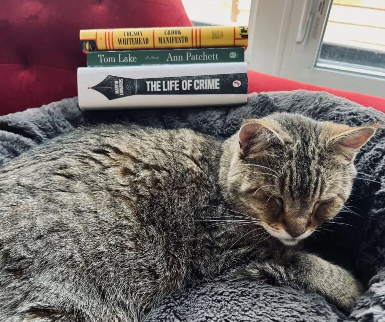 cat with books photo